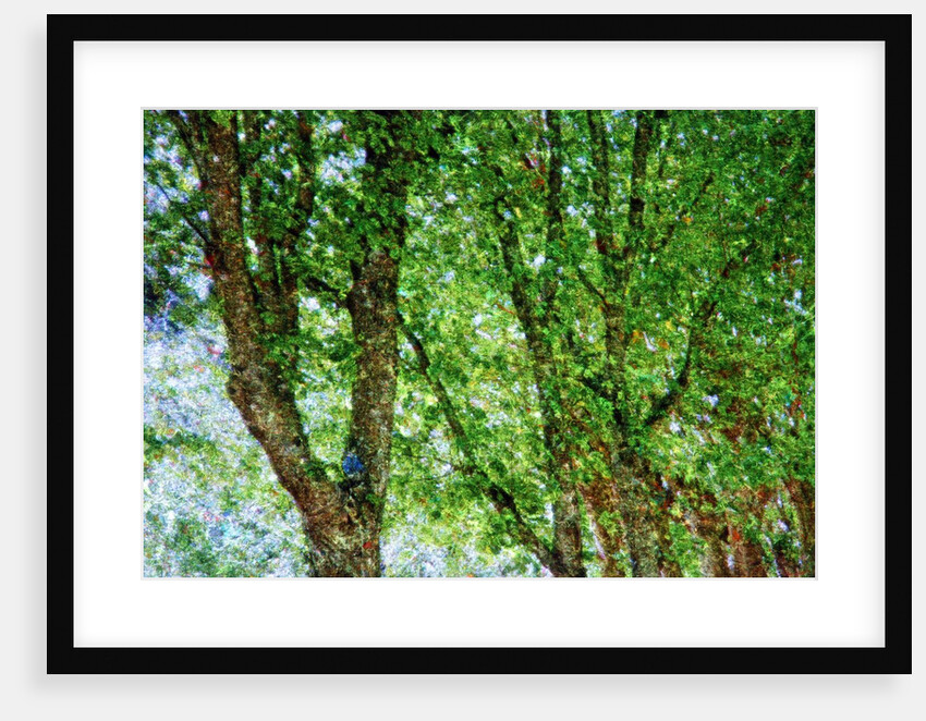 Trees by Anonymous