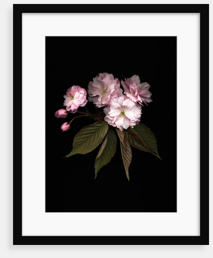 Prunus cerasus, Sour Cherry by Anonymous