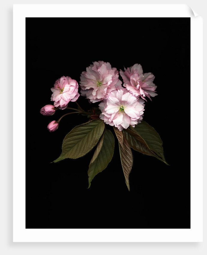 Prunus cerasus, Sour Cherry by Anonymous