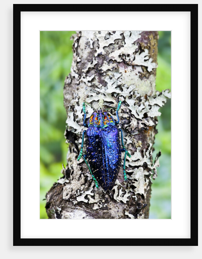 Jewel Beetle from Madigascar Polybothris sumptuosa gema on lichen covered branch by Anonymous