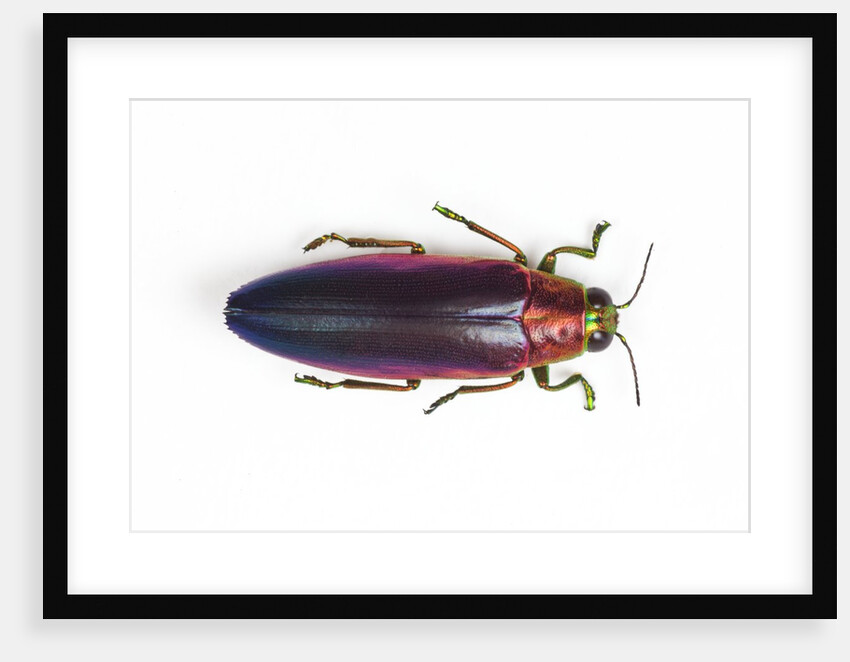 Jewel Beetle Chrysochroa fulminanas nishiyanai close-up as viewed from above by Anonymous