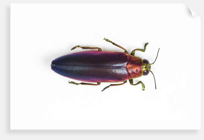 Jewel Beetle Chrysochroa fulminanas nishiyanai close-up as viewed from above by Anonymous