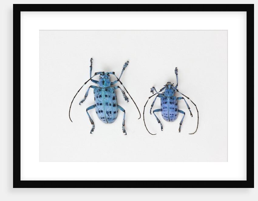 Horned Beetle Pseudomyagrus waterhousei in light blue coloration larger female and smaller male by Anonymous
