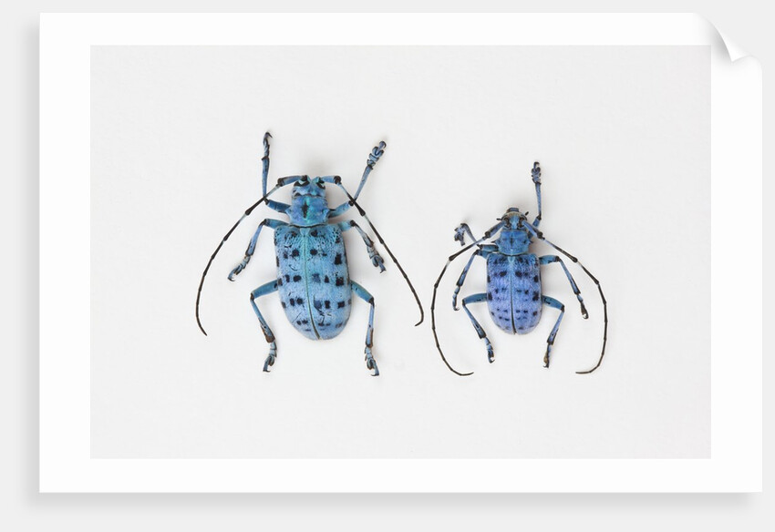 Horned Beetle Pseudomyagrus waterhousei in light blue coloration larger female and smaller male by Anonymous