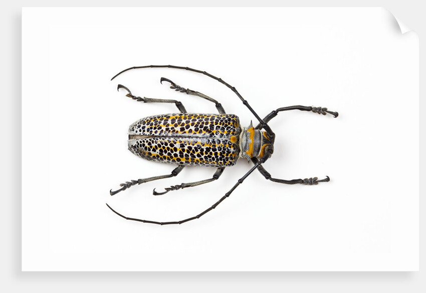 Horned beetle Rosenbergia straussi close-up view by Anonymous