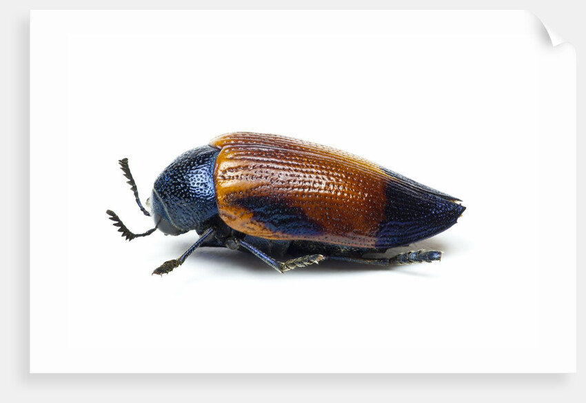 Jewel beetle Sternocera hunteri close-up side view by Anonymous