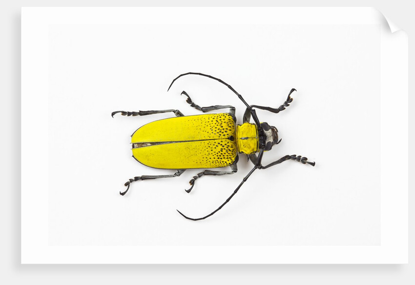 Horn Beetle Celosterna pollinosa by Anonymous