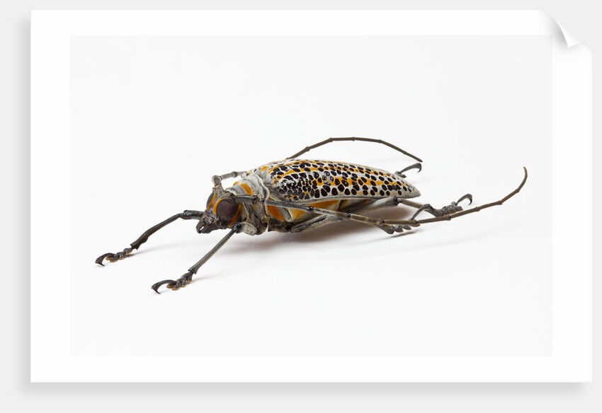 Male long horn beetle Rosenbergia straussi side view by Anonymous