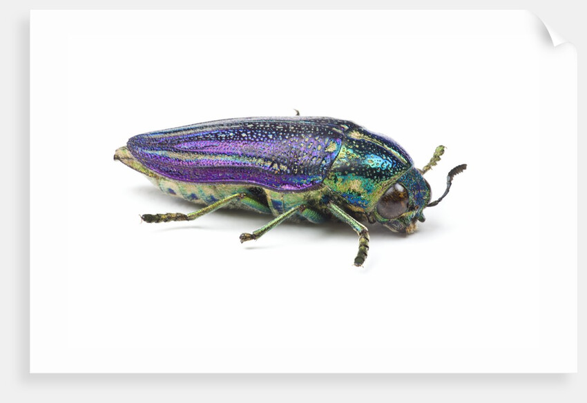 Jewel Beetle Amblysterna natalensis close-up side view on white background by Anonymous