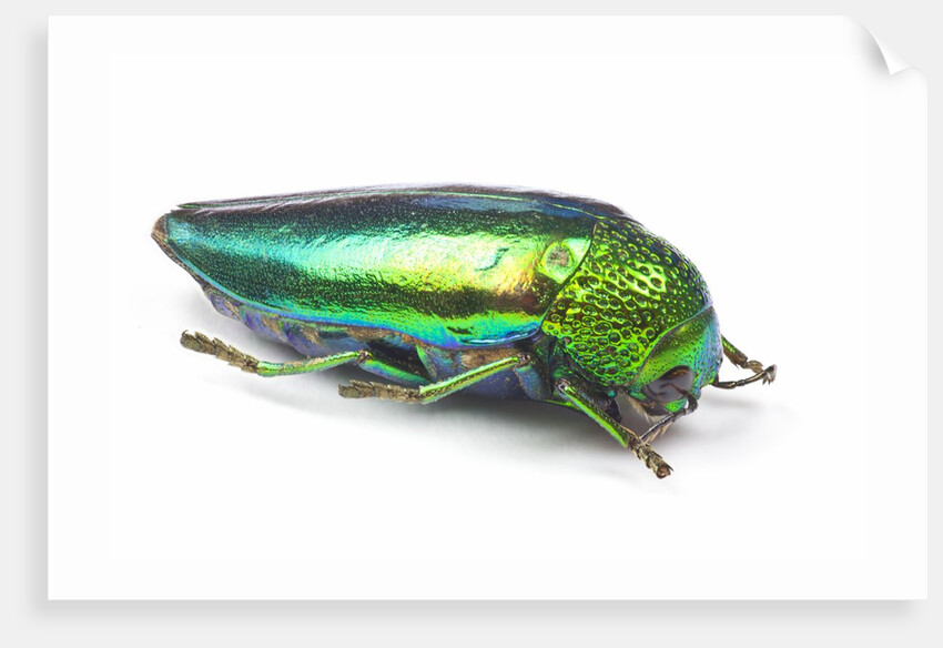 Jewel Beetle Sternocera aequisignata in bright green by Anonymous