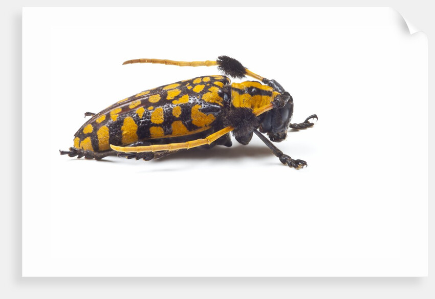 Long Horned Beetle Aristobia approximator, Male smaller and female larger by Anonymous