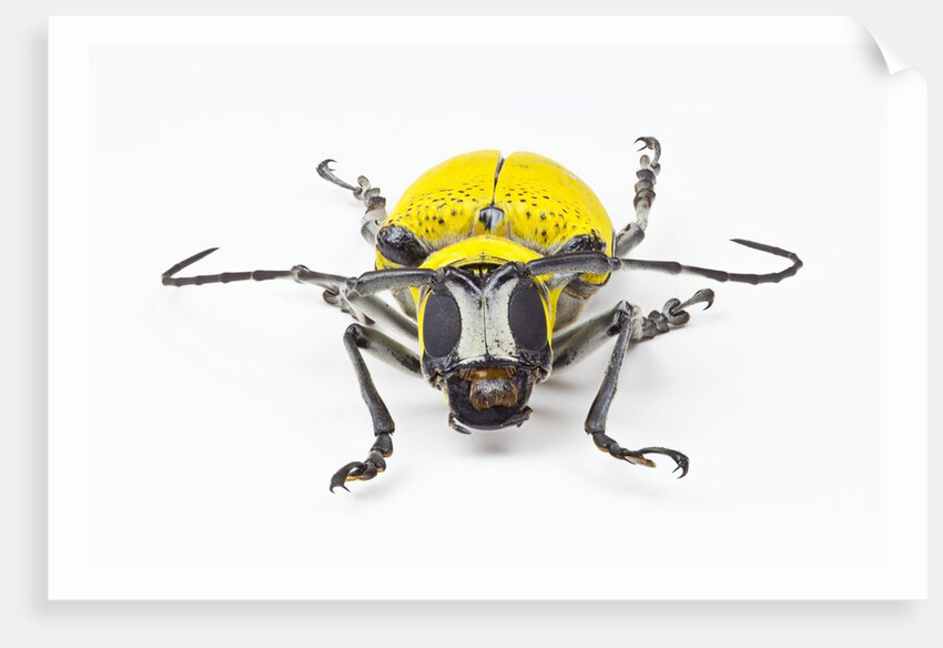 Horn Beetle Celosterna pollinosa by Anonymous