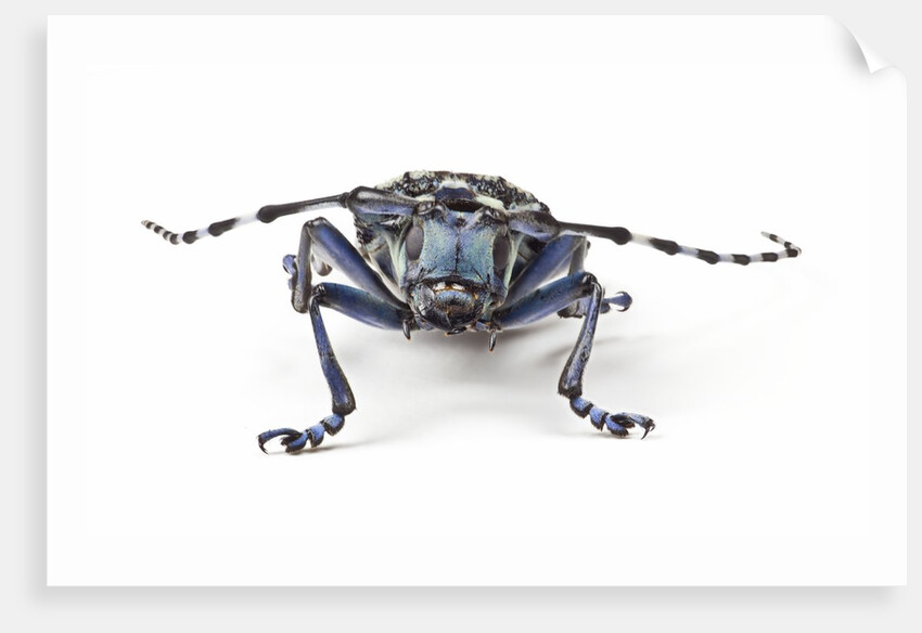 Long Horned Beetle Aristobia approximator, Male smaller and female larger by Anonymous