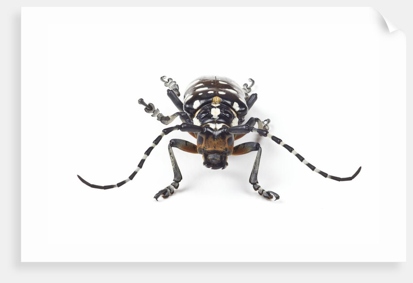 Head on view of Trenetica lacrymans a long horned beetle by Anonymous