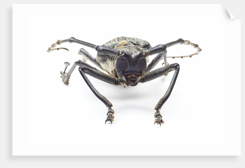 Horned beetle Rosenbergia straussi close-up view head on by Anonymous