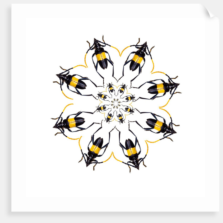 Pachyteria sumatrana long horn beetle circular design by Anonymous