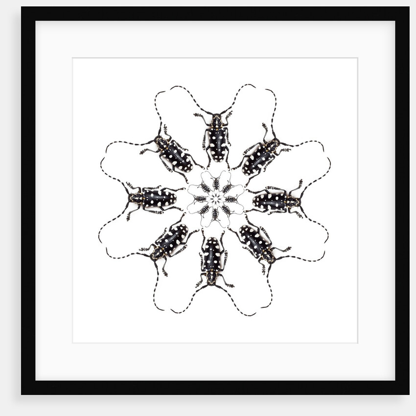 Circular Long Horn Beetle Design of Threnetica lacrymans by Anonymous