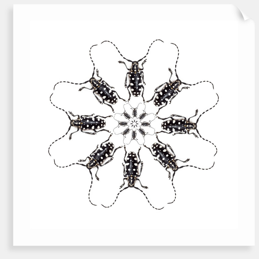 Circular Long Horn Beetle Design of Threnetica lacrymans by Anonymous