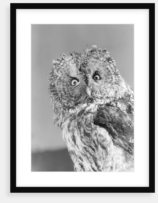 Great gray owl strix nebulosa staring at camera by Anonymous