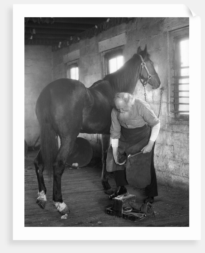 1930s elderly bearded blacksmith shoeing horse holding hoof between legs & hammer in other hand by Anonymous
