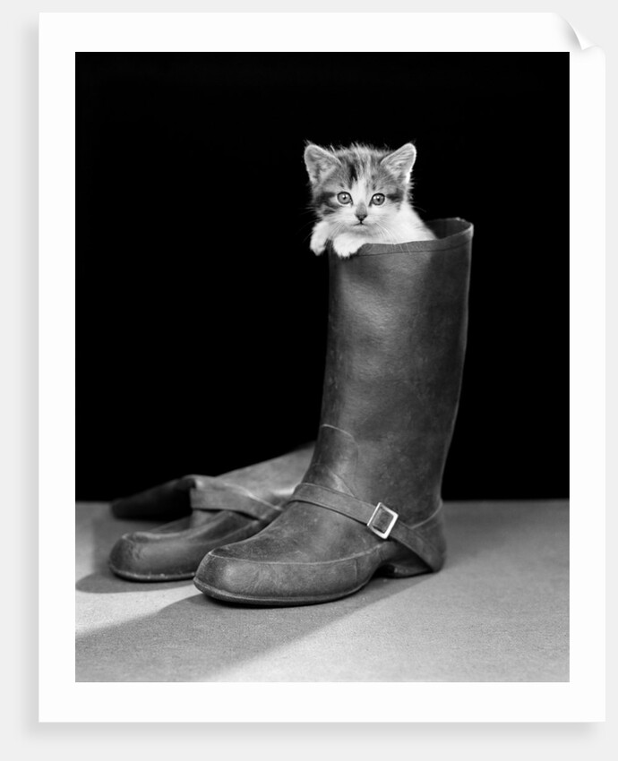 1950s puss in boots cute kitten climbing out of man's boot looking at camera by Anonymous