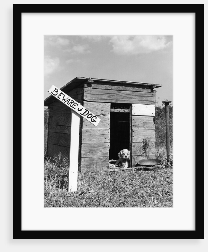 1950s cocker spaniel puppy in doghouse with beware of dog sign by Anonymous