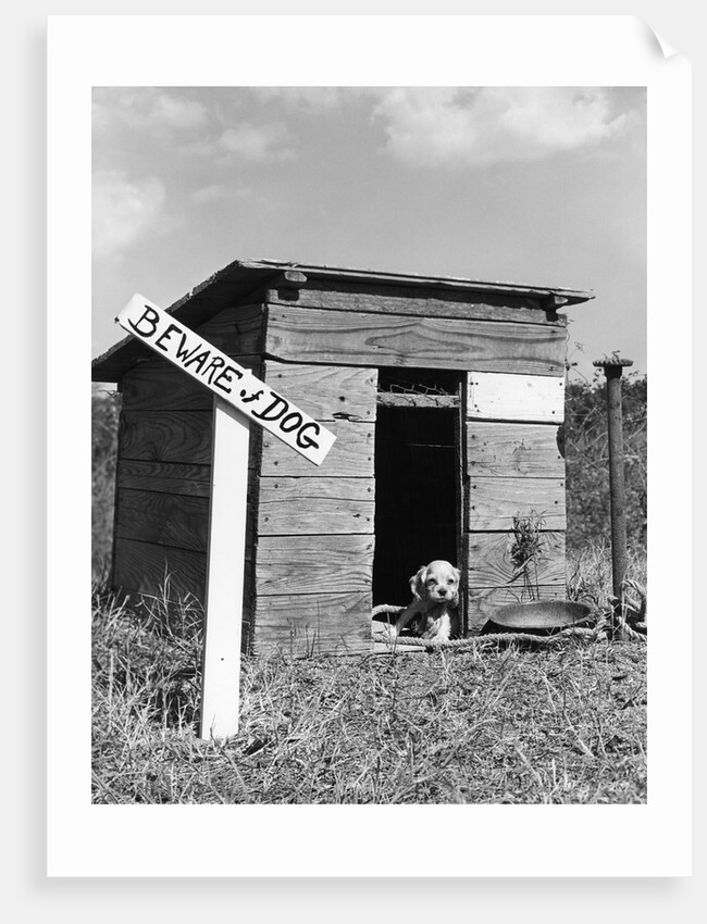 1950s cocker spaniel puppy in doghouse with beware of dog sign by Anonymous