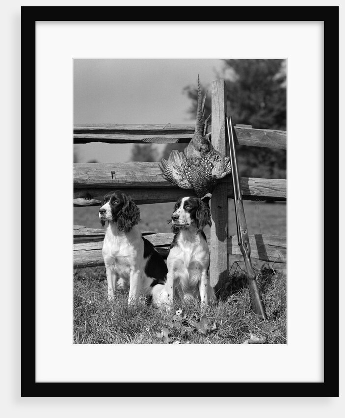 1940s pair of english springer spaniels sitting in front of post & rail fence next to shotgun and dead pheasant by Anonymous