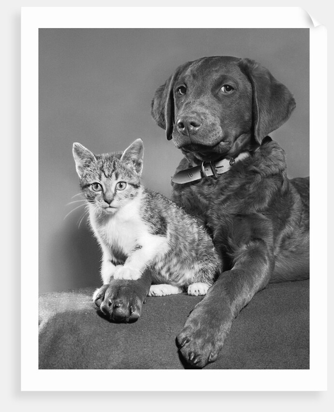 1950s portrait of lab mix dog lying down with kitten sitting on paw by Anonymous
