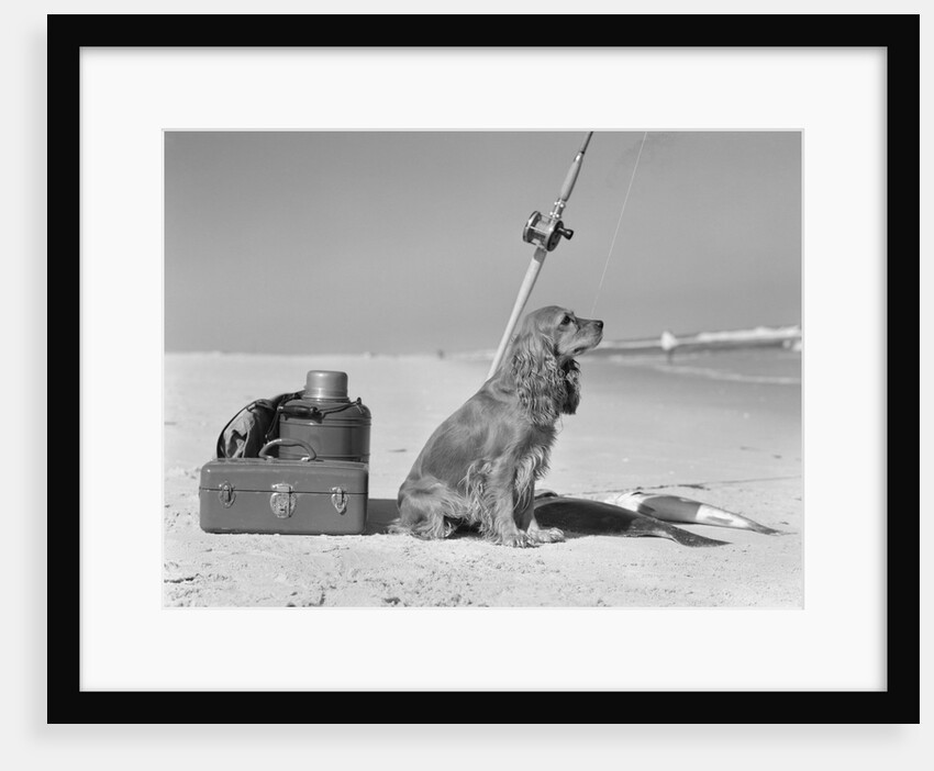 Cocker spaniel dog standing guard over two caught fish and fishing equipment by Anonymous