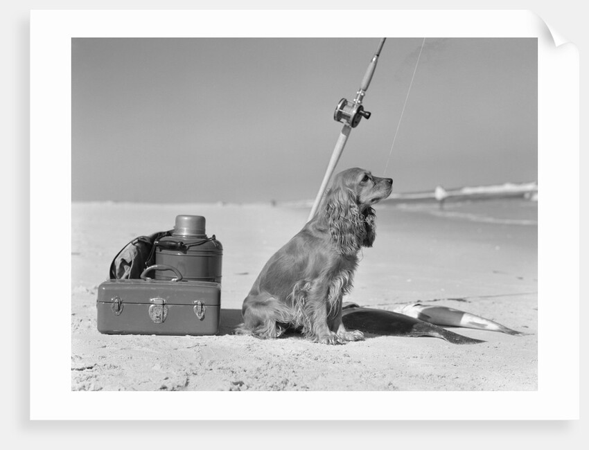 Cocker spaniel dog standing guard over two caught fish and fishing equipment by Anonymous