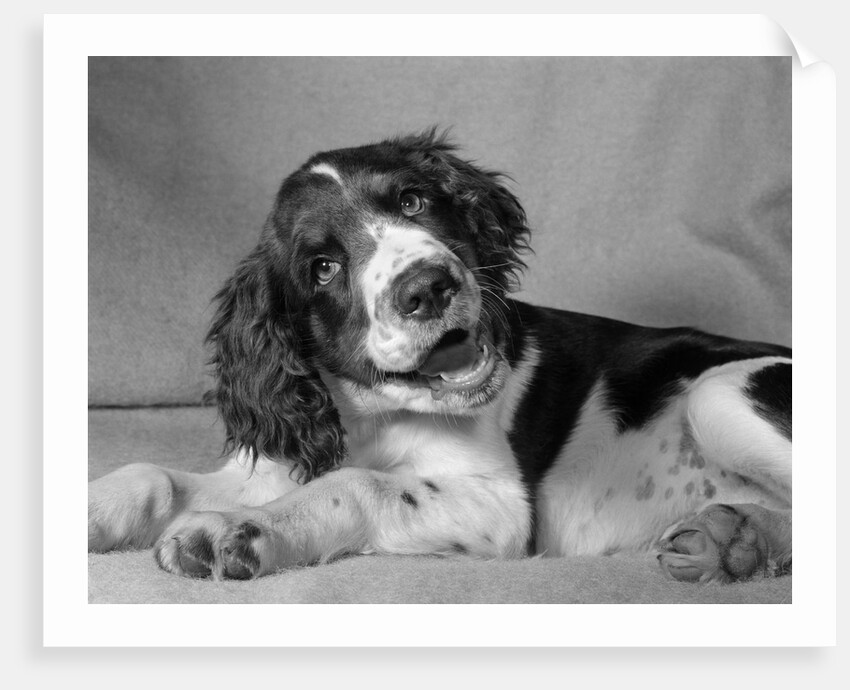 1950s springer spaniel lying down with head cocked & mouth open looking at camera by Anonymous