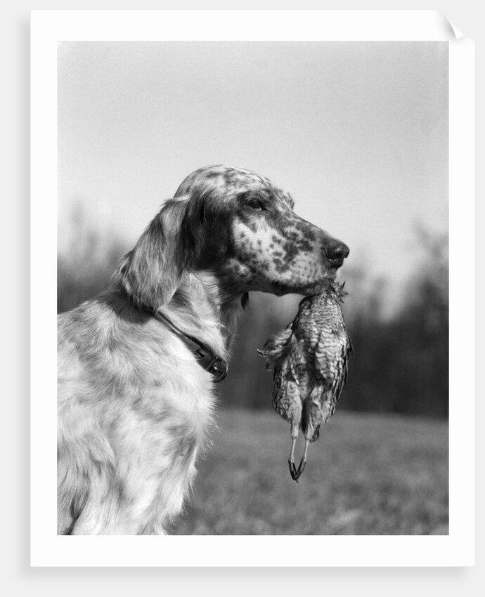 1920s english setter holding retrieved bird in mouth by Anonymous