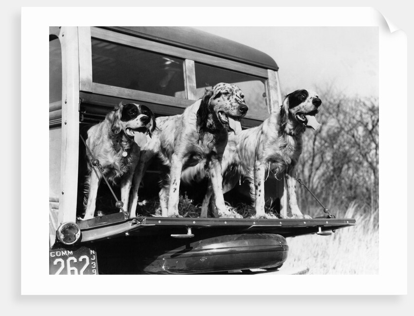 1930s 1939 english setter hunting dogs on tailgate of wood body station wagon automobile by Anonymous