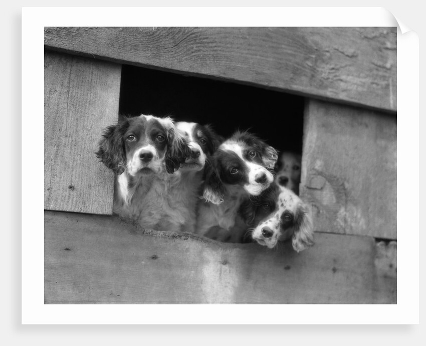 1920s 1930s group of english setter pups with heads sticking out of opening in kennel looking at camera by Anonymous
