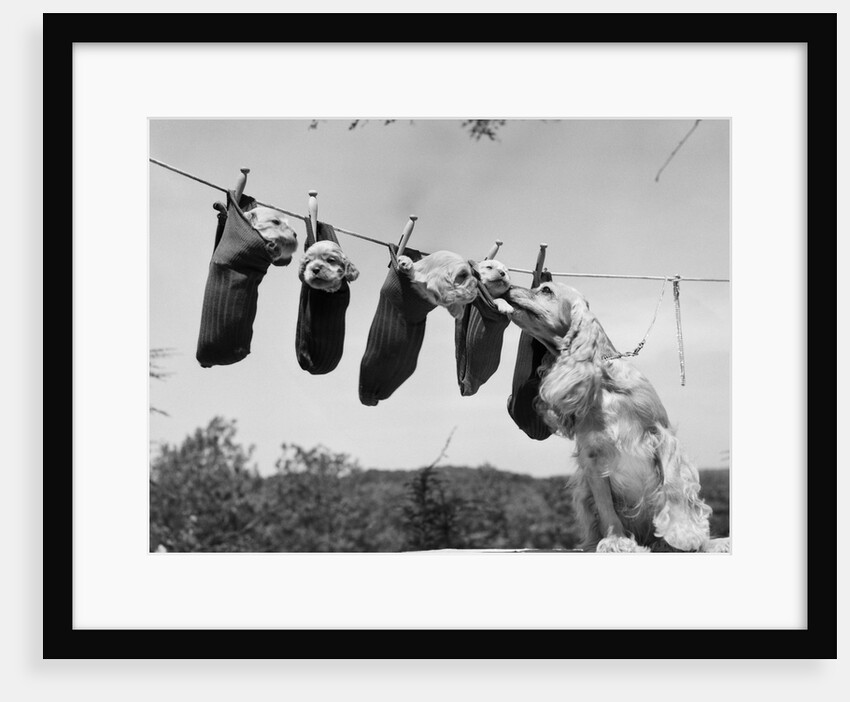 1950s mother cocker spaniel tending her 4 puppies hanging in socks on a laundry clothesline by Anonymous