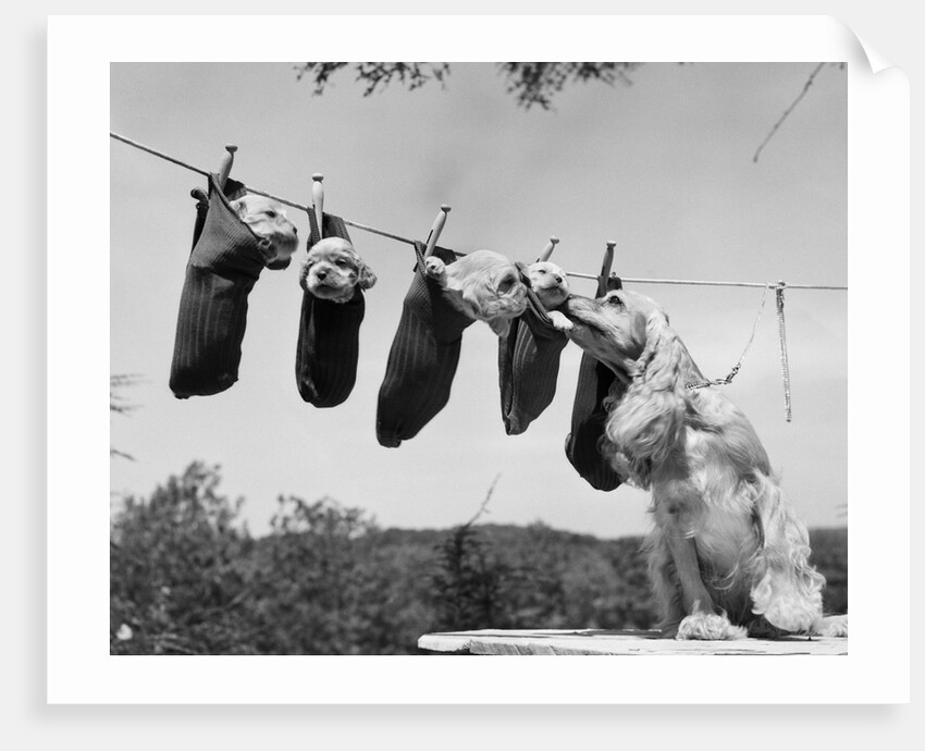 1950s mother cocker spaniel tending her 4 puppies hanging in socks on a laundry clothesline by Anonymous