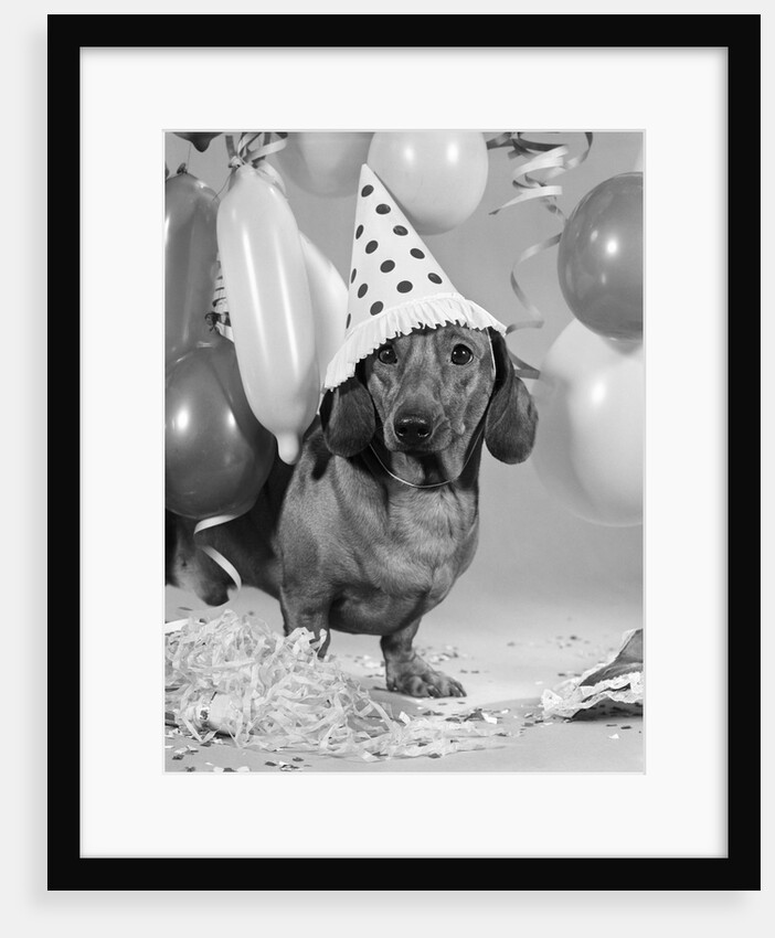 1960s dachshund wearing polka dot party hat by Anonymous