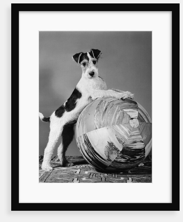1940s terrier in playful pose front paws up on large ball ready to play by Anonymous