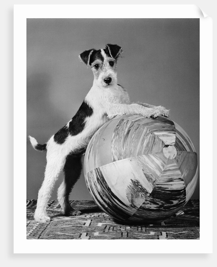 1940s terrier in playful pose front paws up on large ball ready to play by Anonymous