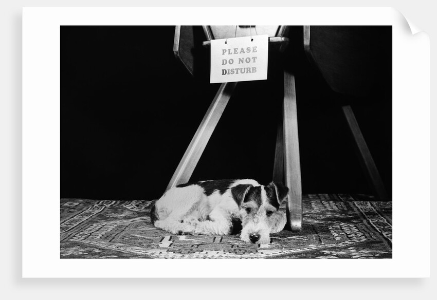 1930s 1940s wire fox terrier dog lying curled up on oriental carpet under table looking at camera by Anonymous