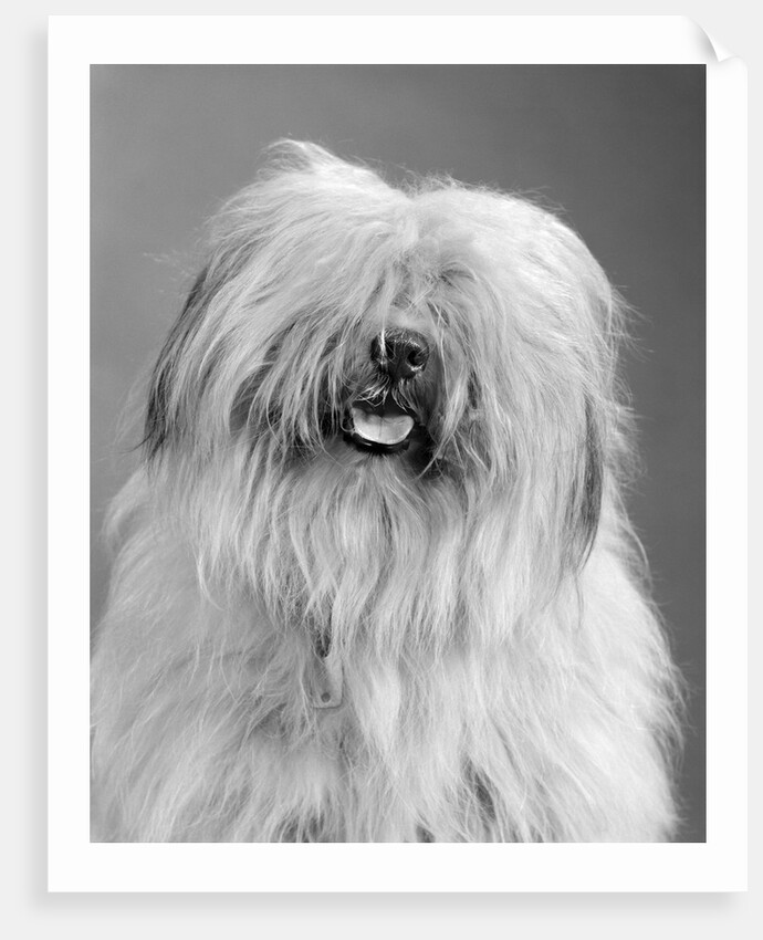 1960s portrait of old english sheepdog with hair covering eyes & tongue barely hanging out looking at camera by Anonymous