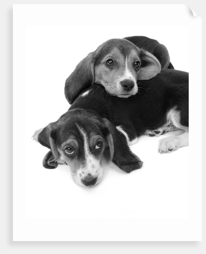 1960s two adorable sad eyed beagle puppies lying one on top the other by Anonymous