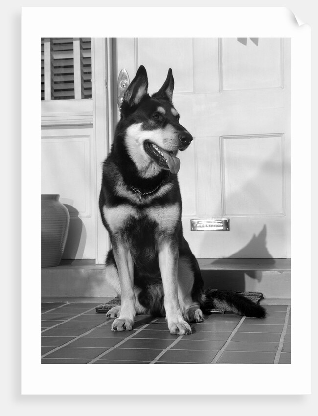 1950s german shepherd dog sitting outside front door of home guard security protection by Anonymous