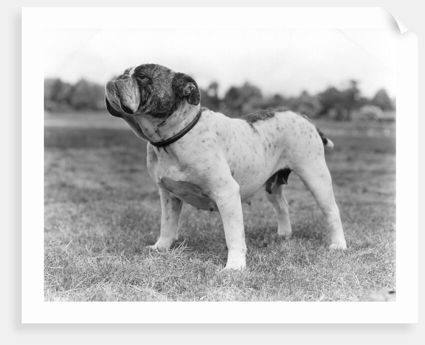 1930s stubborn strong bull dog standing full figure in profile outdoors in grass by Anonymous