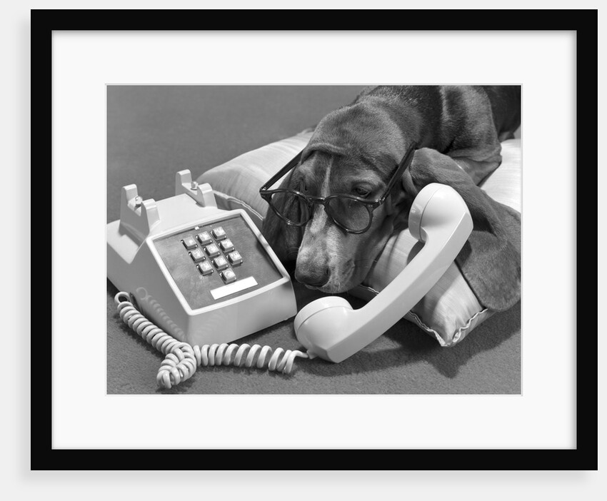 1960s basset hound wearing human eye glasses lying on pillow talking on telephone push button by Anonymous
