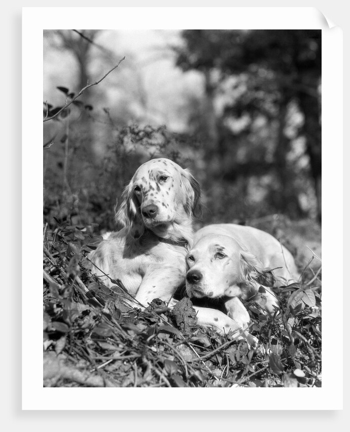 1920s two sweet english setters laying in grass by Anonymous