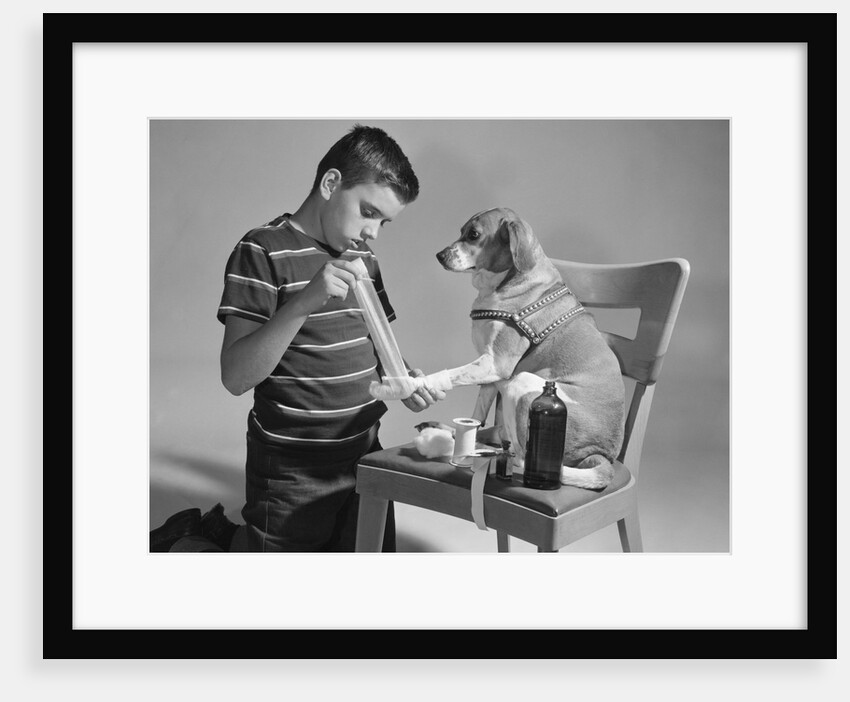 1950s dog on chair with paw being bandaged by boy by Anonymous