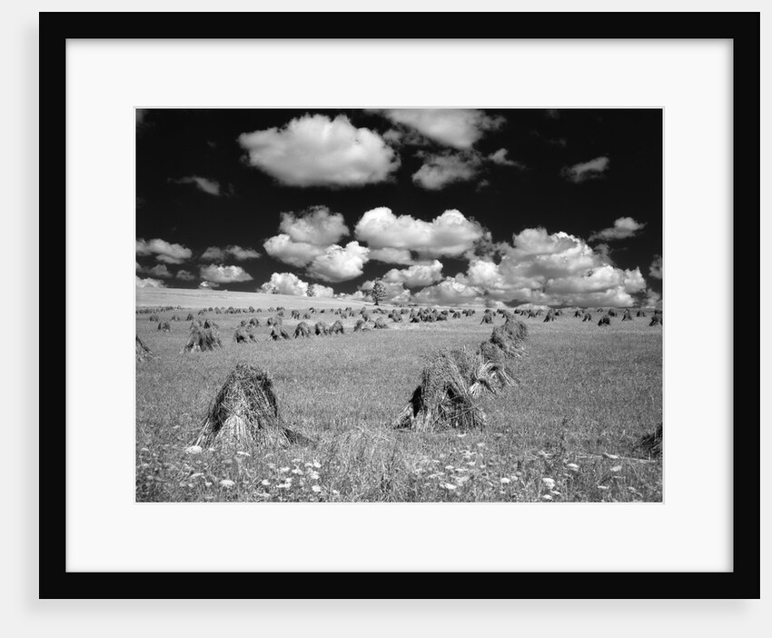 1950s farm scene with stacks of harvested wheat sky with puffy clouds by Anonymous