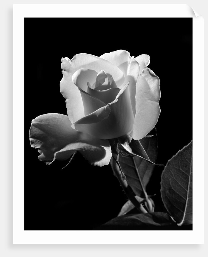 1940s close-up of light-colored rose by Anonymous